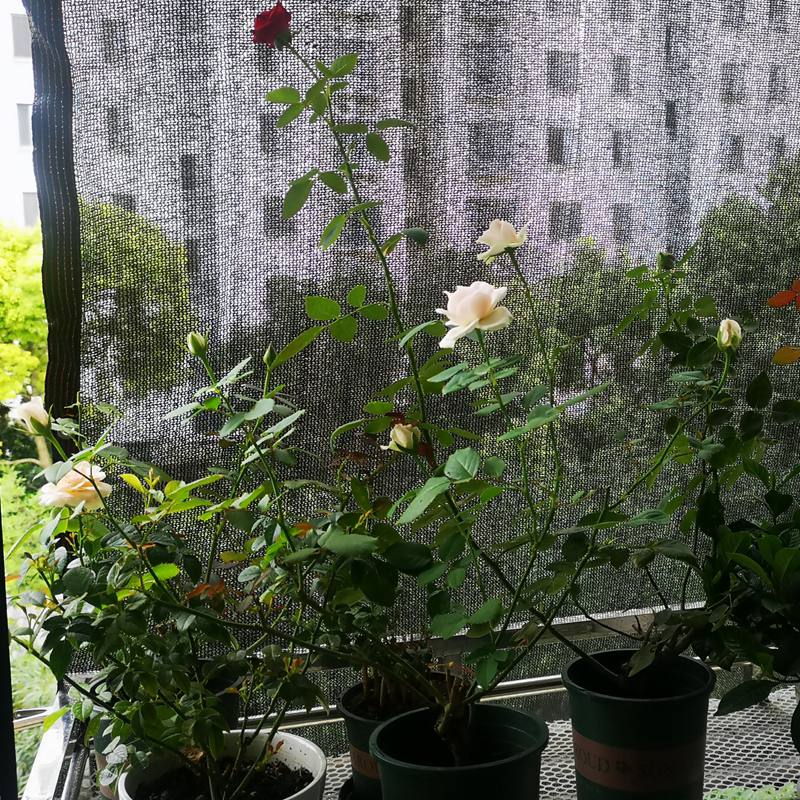 35~80% Shading Anti-UV Black H - Agriculture Farming Net review and price